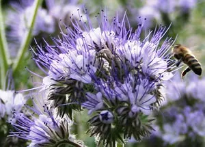 Защо и кога да се сее Phacelia