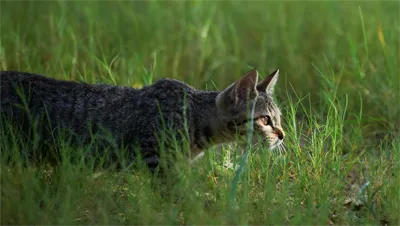 Пет котка котка котка