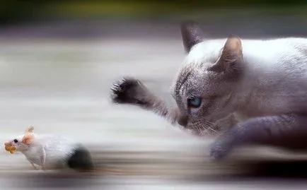 Пет котка котка котка