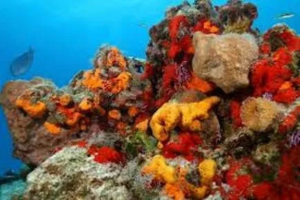 Защо лови морски гъба - вода - източник на красота и младост