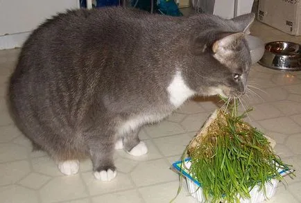Пет котка котка котка