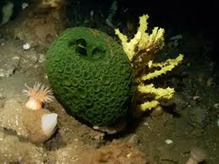 Защо лови морски гъба - вода - източник на красота и младост