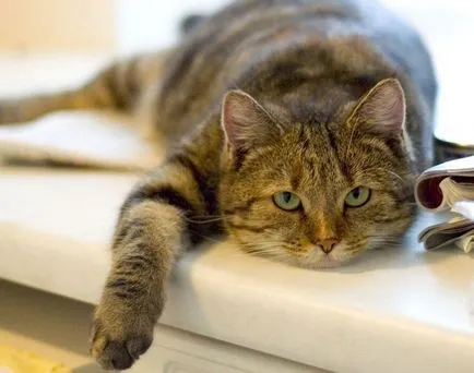 Пет котка котка котка