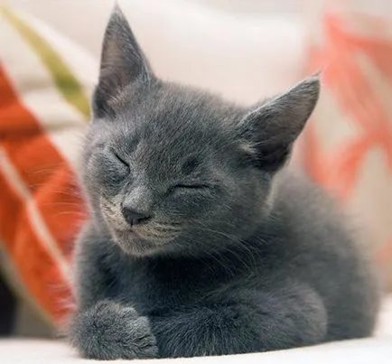 Пет котка котка котка