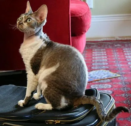Пет котка котка котка