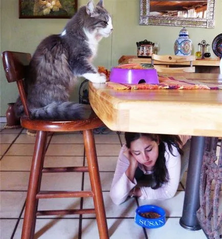 Начало храна за котки