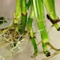 възпроизвеждане Dracaena