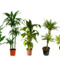 възпроизвеждане Dracaena