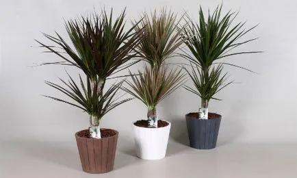 Dracaena как да отрежете за клон