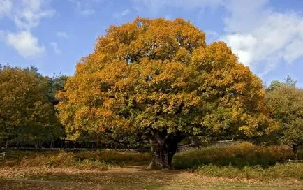 Oak - описание, видове, дъбови кори, полезни свойства