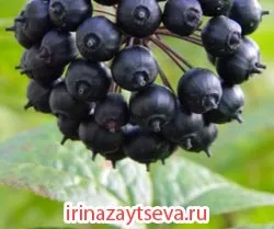 Чаено дърво етерично масло