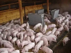 Ефективните методи грижат месечни млечни прасета и тяхното хранене