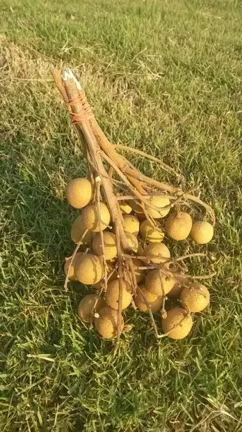 Екзотични плодове Longan, пътуване до мечтите (Китай) Екзотични плодове Longan, пътуване до мечтите