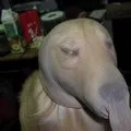 Това е неудобно чувство, Netlore Pocker лицето, Twitter, меми лицата, ярост комикси, pokerfeys е неудобни