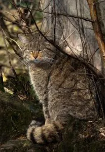 Европейска котка снимки на котки
