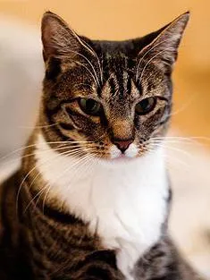 Европейска котка снимки на котки