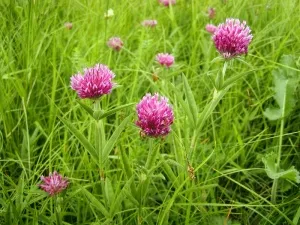 Plant Енциклопедия детелина