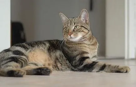 Европейска котка снимки на котки