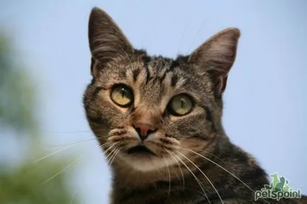 Европейска котка снимки на котки, цена на характера на породата, описание, видео (CAT) Европейска котка снимки на котки, цена на характера на породата, описание, видео