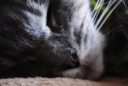 Ако котката се е превърнал в топла носа, а след това какво означава това