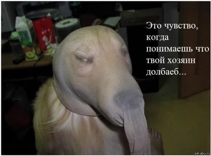 Това е неудобно чувство, Netlore Pocker лицето, Twitter, меми лицата, ярост комикси, pokerfeys е неудобни