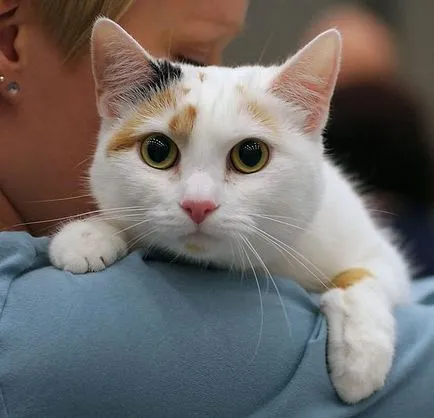 Европейска котка снимки на котки