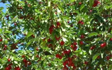 Gyümölcsfák metszési az ősszel, hogy mit és mikor, videó, vágás rendszerek és típusú szakaszok