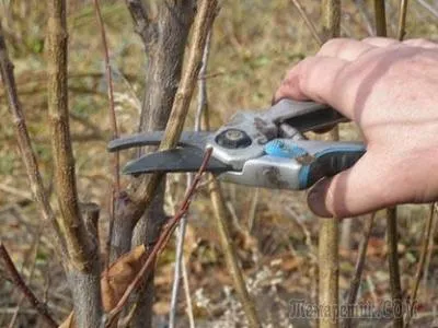 Metszés cserjék viburnum tavasszal és ősszel