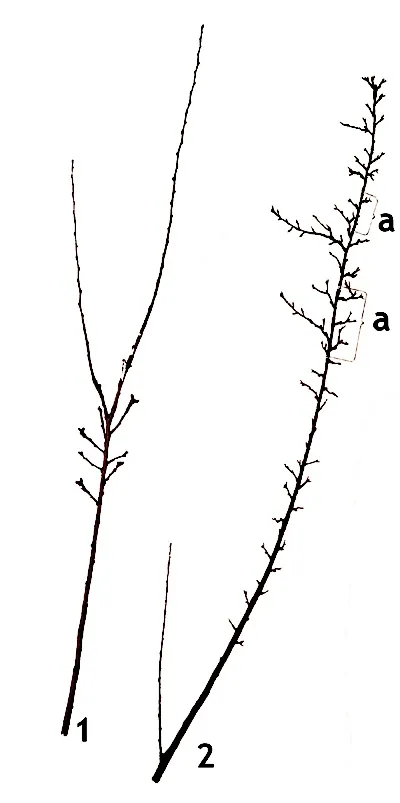 Metszés Birs 1