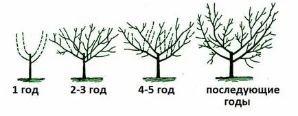 Резитбата Дюля - видове, схема видео