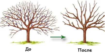 Tundere de pomi fructiferi în toamna pentru ce și când, video, scheme și tipuri de secțiuni de trunchiere