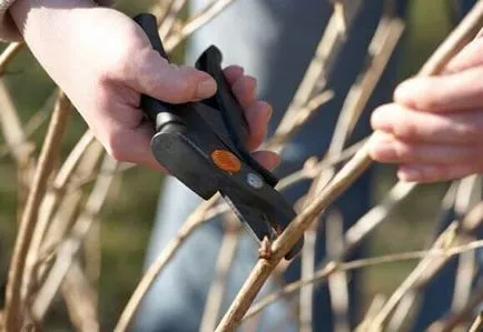 Metszés hortenzia tavasszal és ősszel a téli, fotó és videó