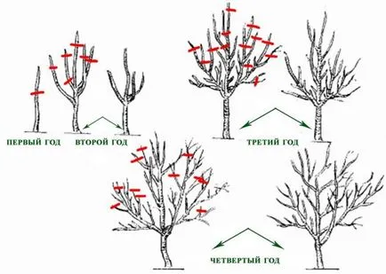 Metszés tavaszán birs, hogyan és mikor kell vágni, főleg a technológia különböző típusú ellátás után