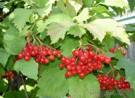 Metszés cserjék viburnum tavasszal és ősszel