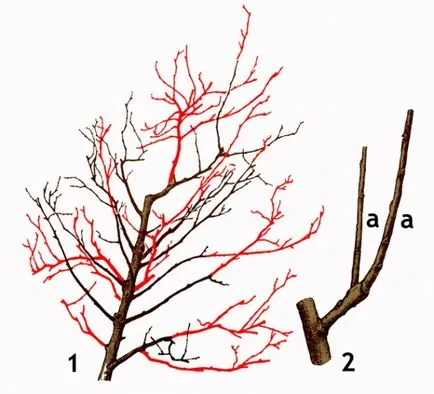 Metszés Birs 1