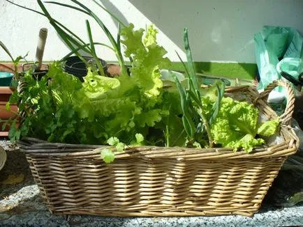 Зеленчукова градина расте на перваза на прозореца в апартамент краставици, домати и зелени, блог