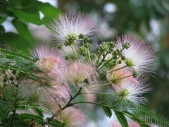 Descrierea mimosa pudica