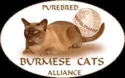 Az óvoda, juvilla - óvodai burmai, burmai cicák