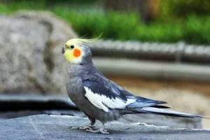 Descrierea și clasificarea papagal Corella (papagal nimfovy), cockatiels, animale de companie