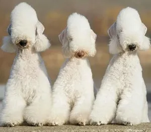 proprietarii de caini Descriere Bedlington Terrier-ul rasa cu comentarii și fotografii