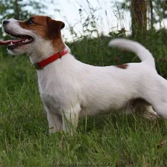 Fajta Dzhek Rassel Terrier - site én Alabai és Dzhek Rassel terrier!