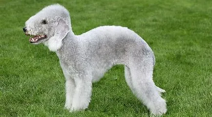 Leírás Bedlington terrier fajtájú kutya tulajdonosok vélemények és fotók