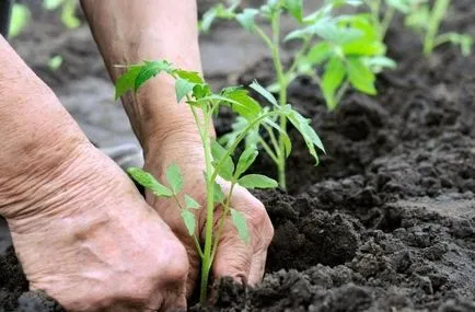 Temperatura solului optimă pentru tomate în creștere