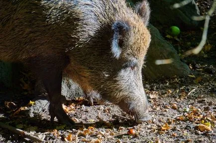 A veszély az erdőben