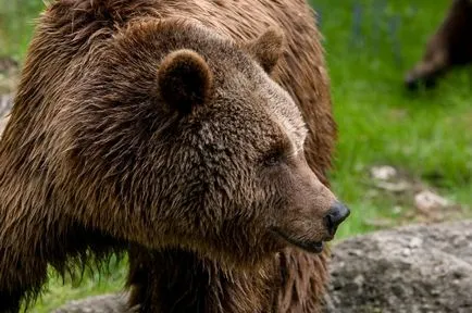 Pericolul în pădure