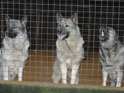 Descriere rasa câini huskies norvegiană