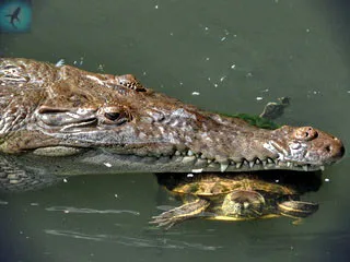 Amerikai krokodil - Crocodylus acutus