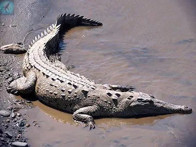 Amerikai krokodil - Crocodylus acutus