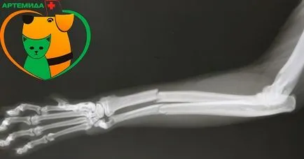 Osteosinteză de Ilizarov - Clinica veterinara - Artemis