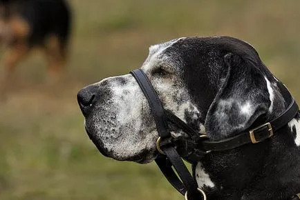 Caracteristici de asigurare pentru animale de companie în Germania